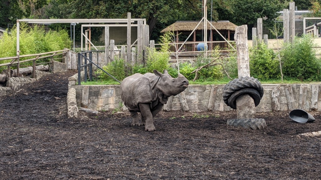 🐼 Edinburgh Zoo – Panda Diplomacy and Other Stories