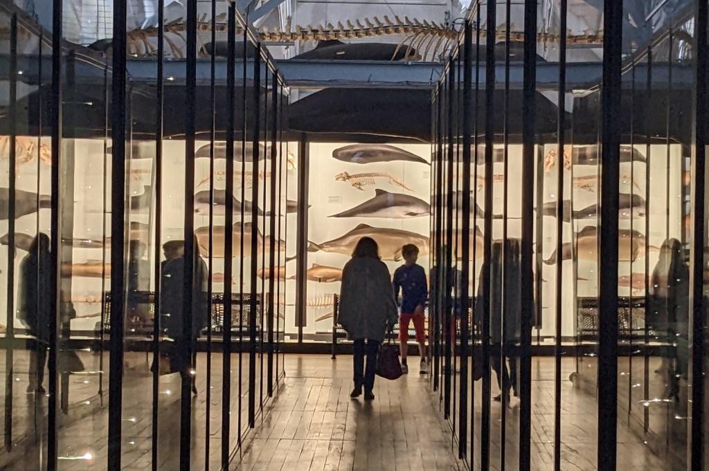 🦓 Five Neat Things about the Tring Natural History Museum