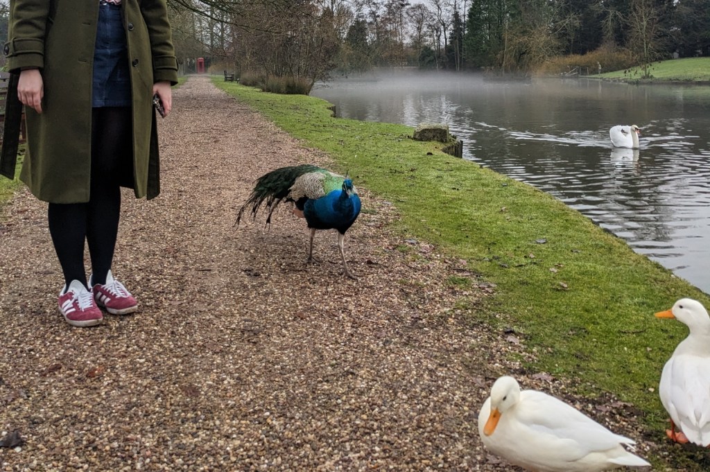 🦢 Southwell Swan Sanctuary
