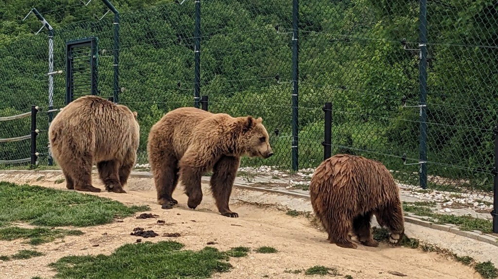 🐻 Bear Sanctuary Prishtina